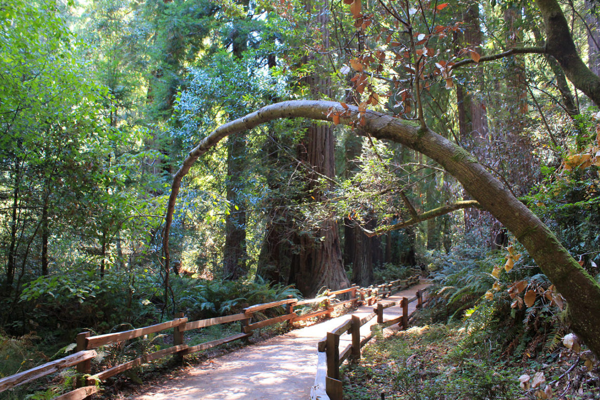 muir-woods-walkway
